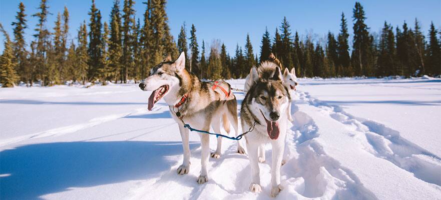 /sites/default/files/881_Dog_Sleding.jpg