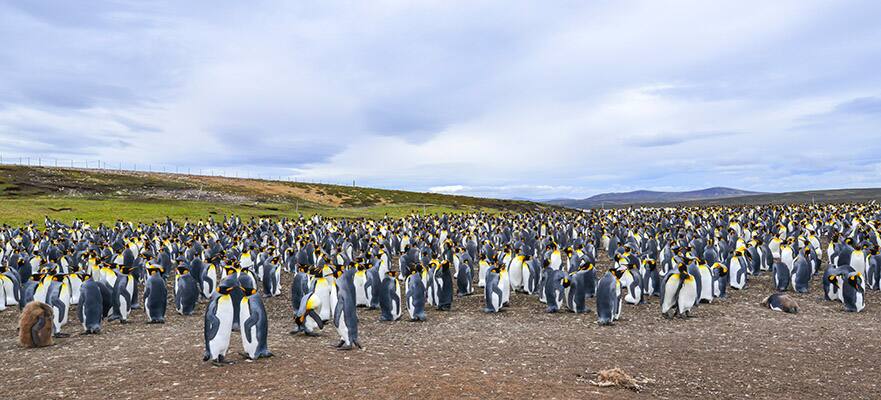 Stanley, Islas Falkland