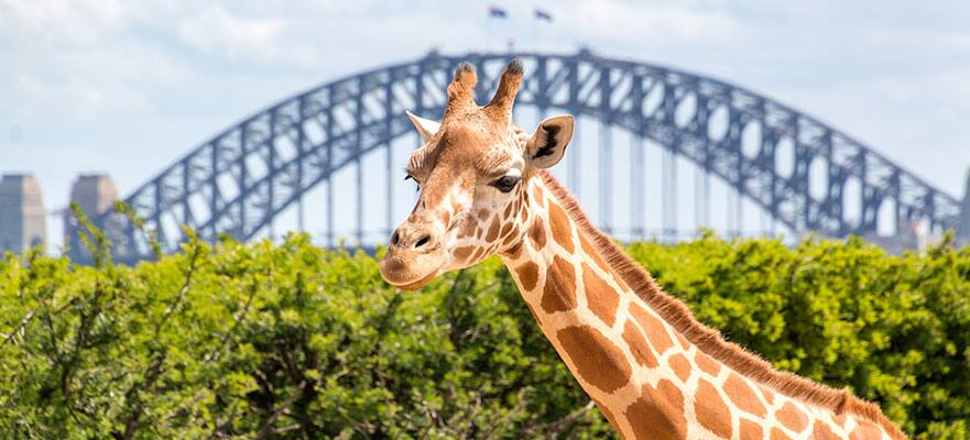 /sites/default/files/881x400_SYD-Taronga-Zoo-Giraffe_101824.jpg