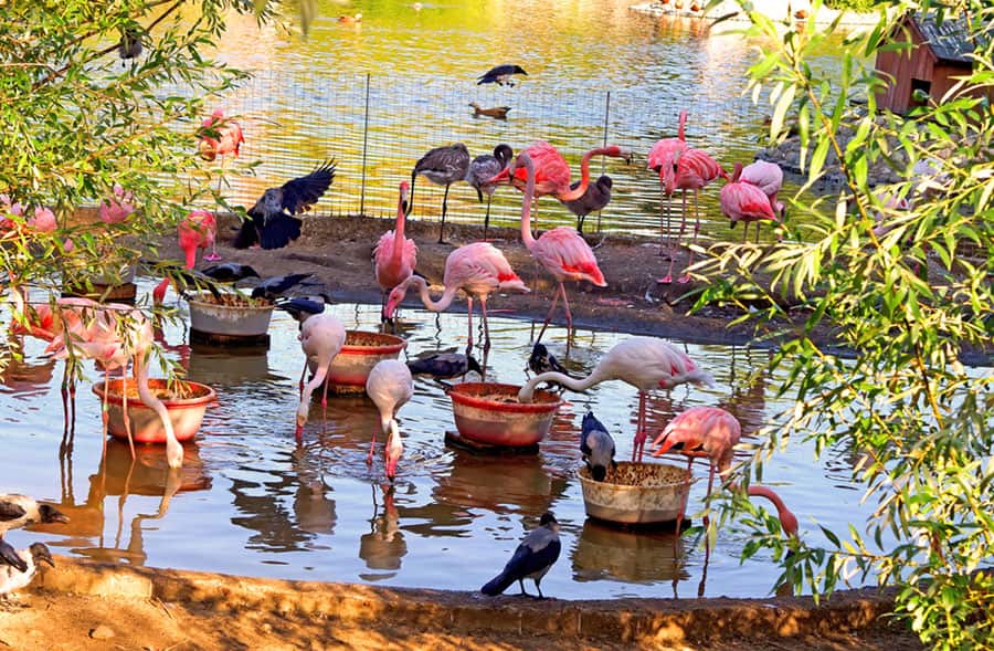 See Pink Flamingos in Nassau's Ardastra Gardens