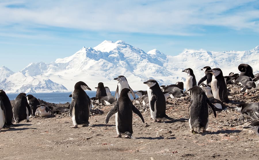 Isla Decepción, Antártida