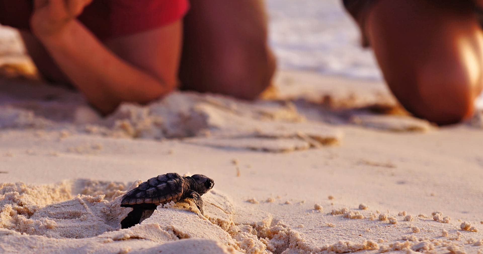 Tortugas marinas en peligro de extinción y paseo por la ciudad