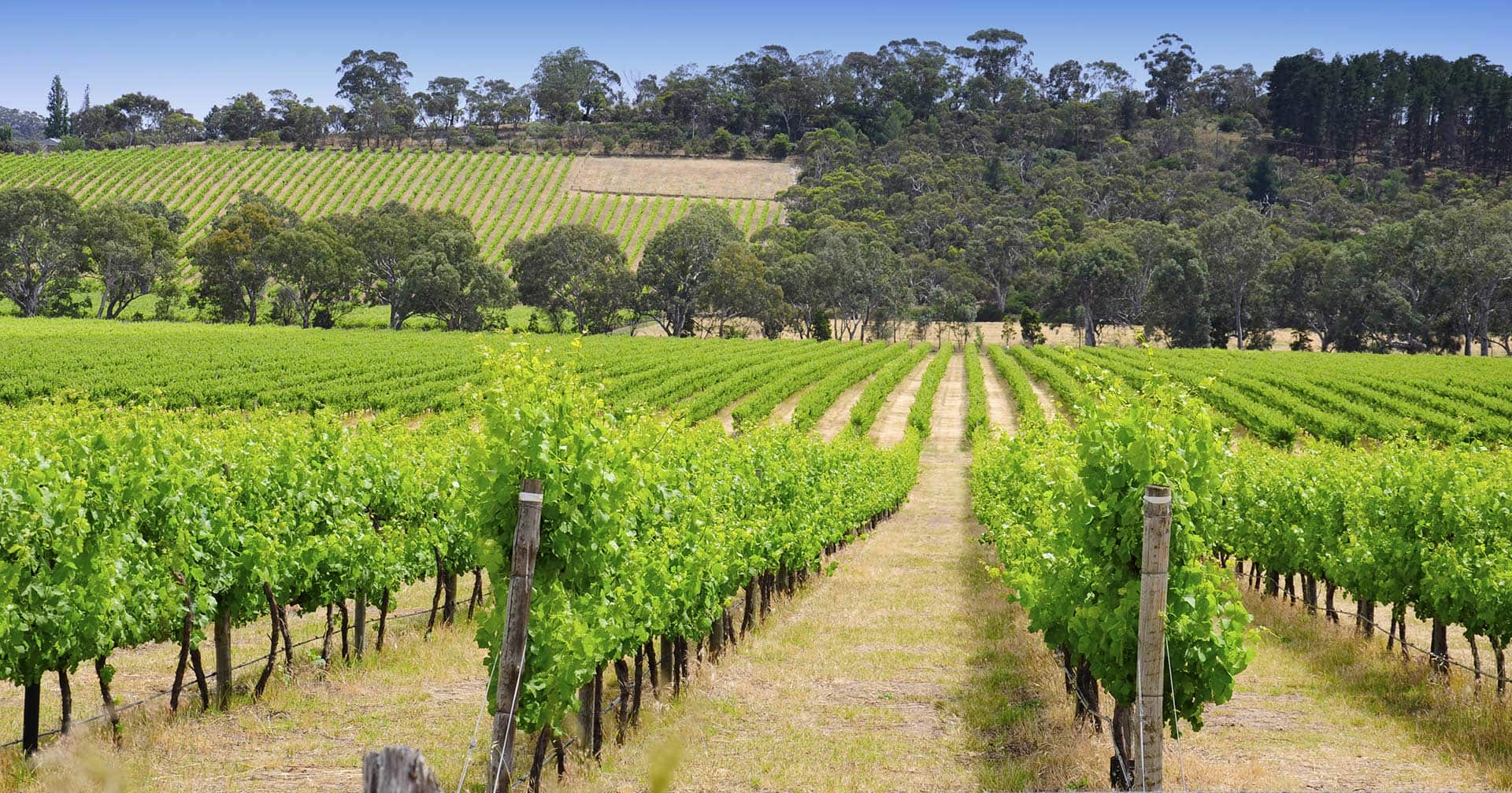 Olivos, viñedos y costa panorámica
