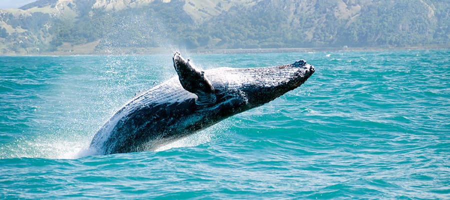 Avistamiento de ballenas en un crucero a Auckland