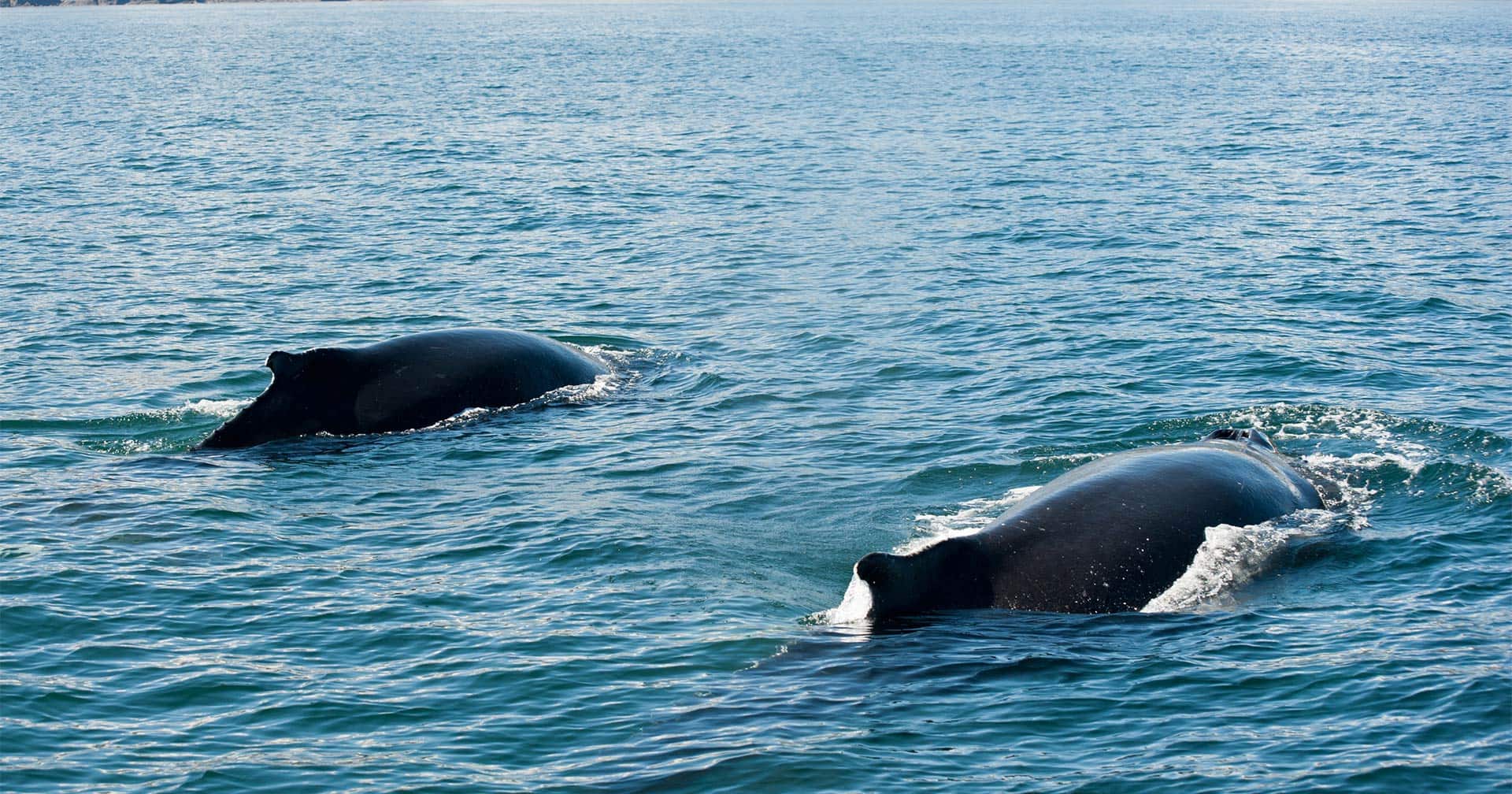 Avistamiento de ballenas en Husavik
