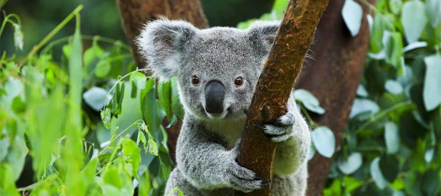 Koala en un crucero en Australia