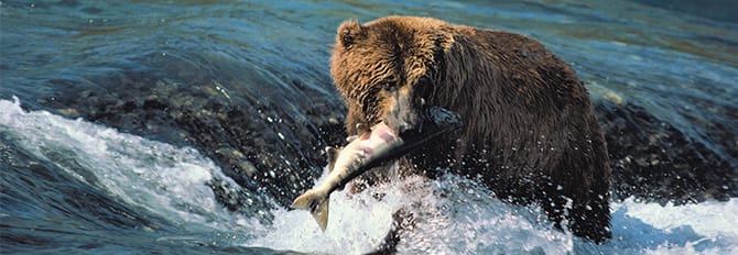 Descubre la fauna silvestre de Alaska - Avistamiento de osos