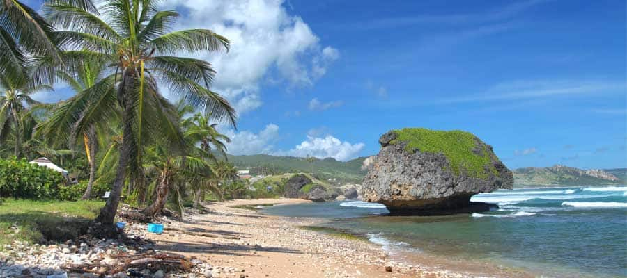 Disfruta del sol en una playa llena de palmeras en tu crucero por el Caribe