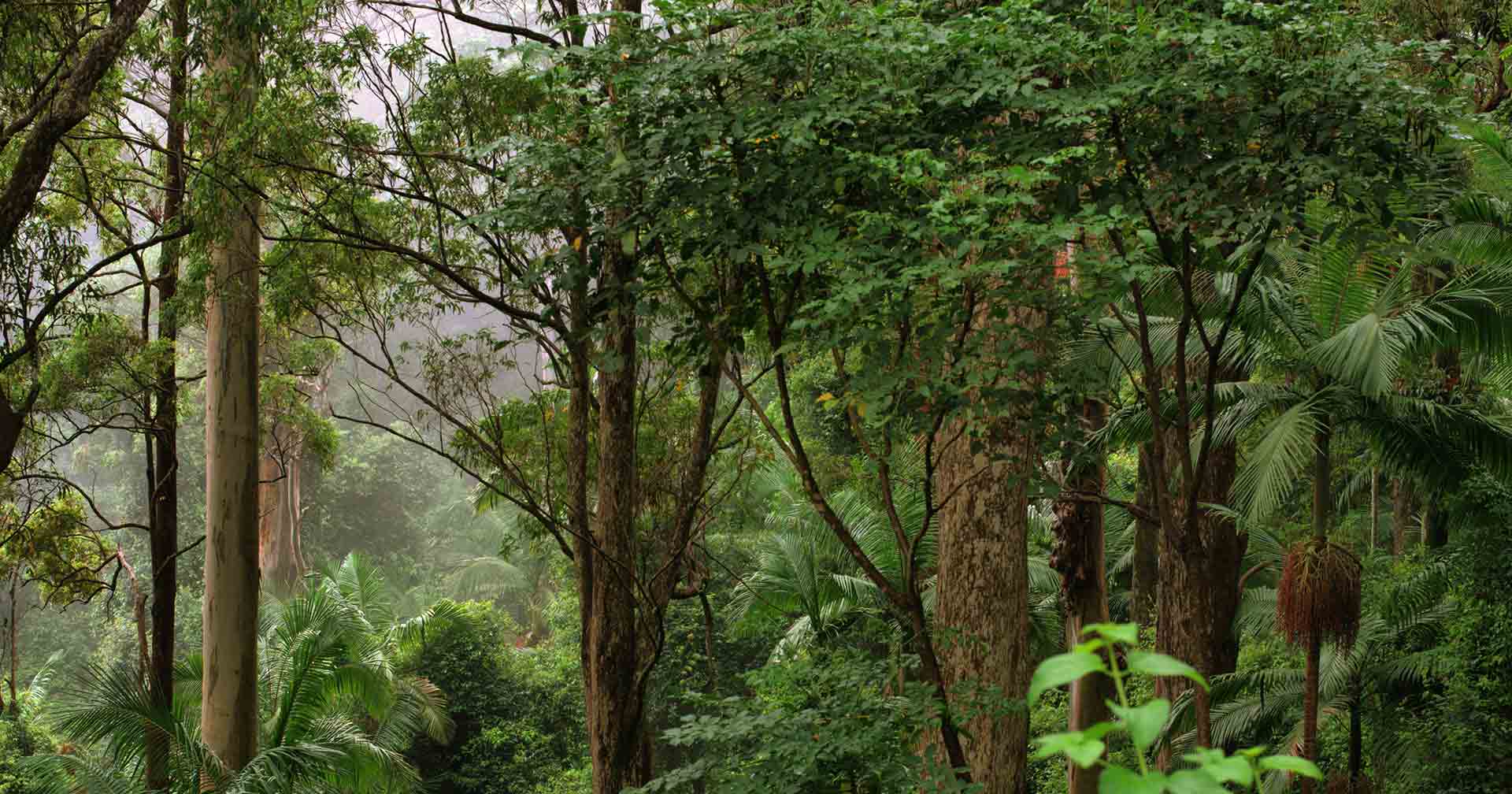 ​​​​​​​Bodega y artesanías en Mount Tamborine