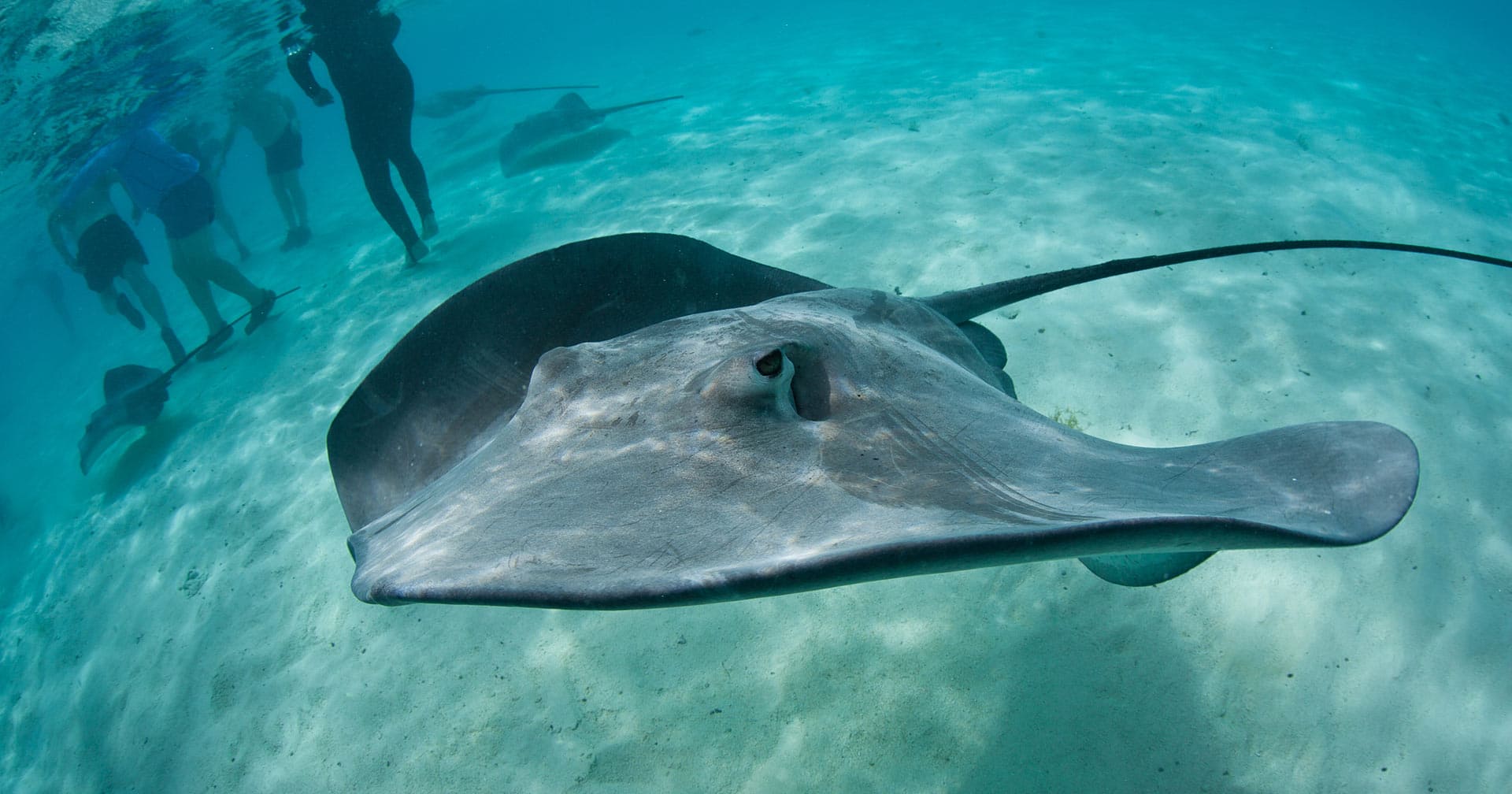 Safari y buceo de superficie para ver tiburones y rayas