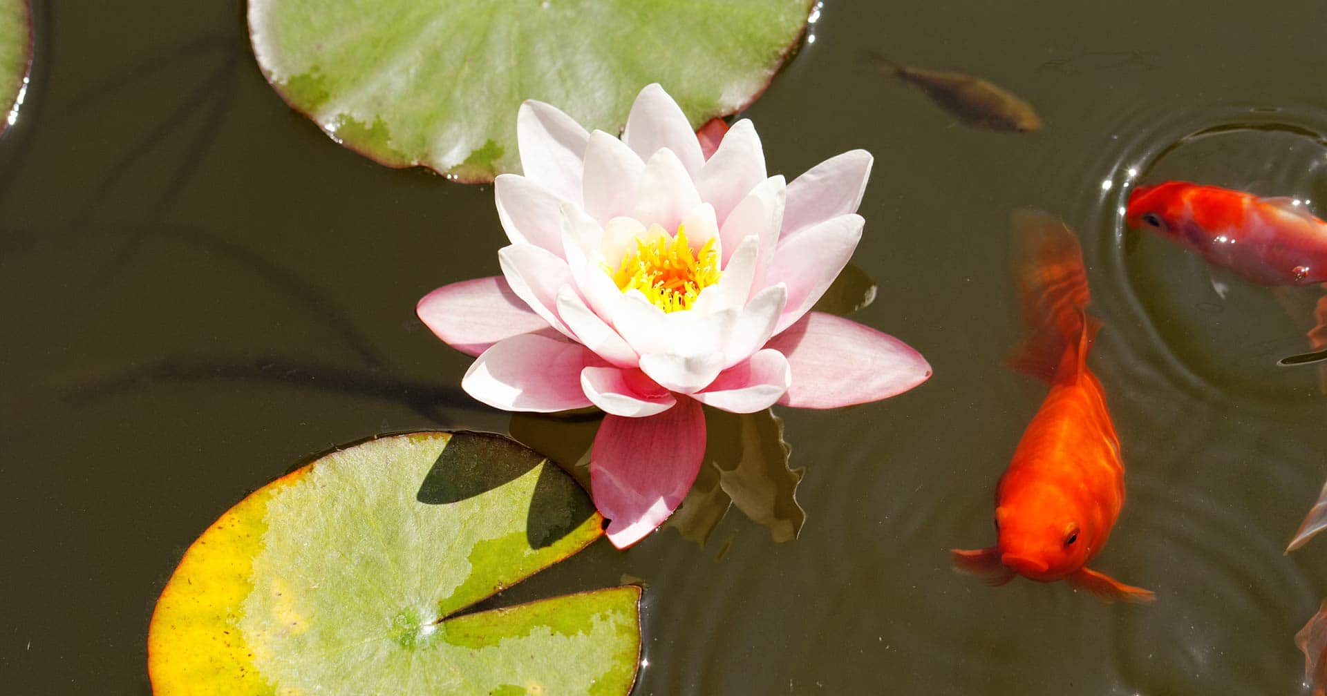 Jardines y vida silvestre