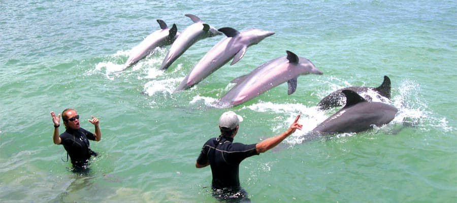 Encuentro con delfines en Belice