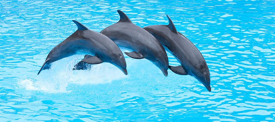 Viaja por Bahamas en crucero y nada con delfines