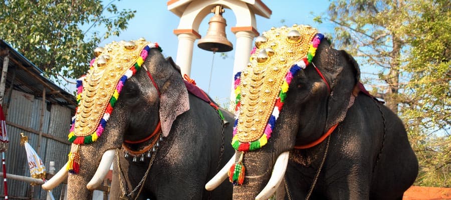 Elefantes decorados en cruceros a Cochin