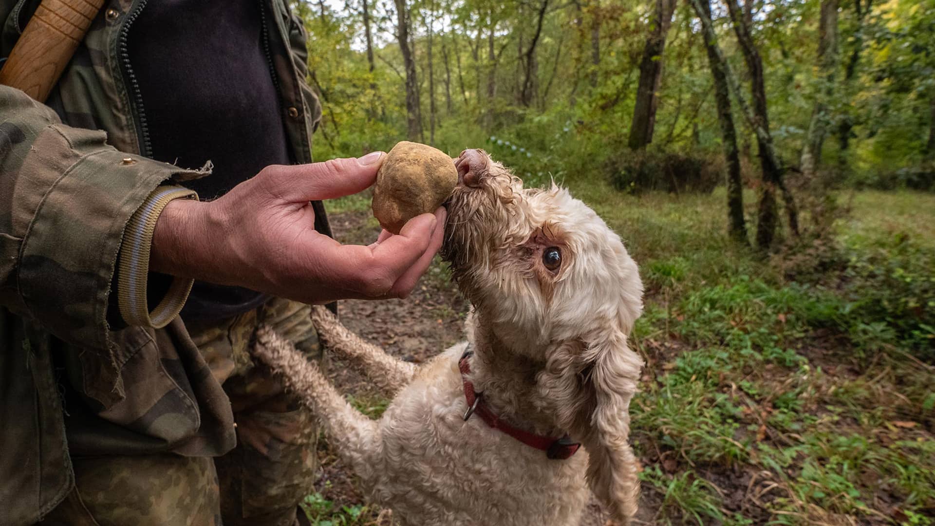 Visión local - Su Majestad la Trufa 
