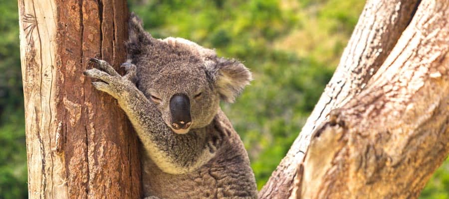 Koalas en la selva en un crucero a Cairns