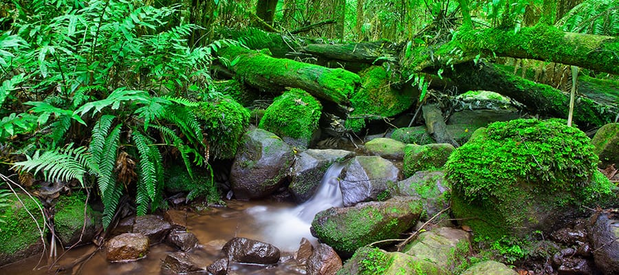 Verdes selvas tropicales en cruceros a Cairns
