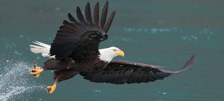 /sites/default/files/CT-AK-Alaska-Bald-Eagle-881x400.jpg