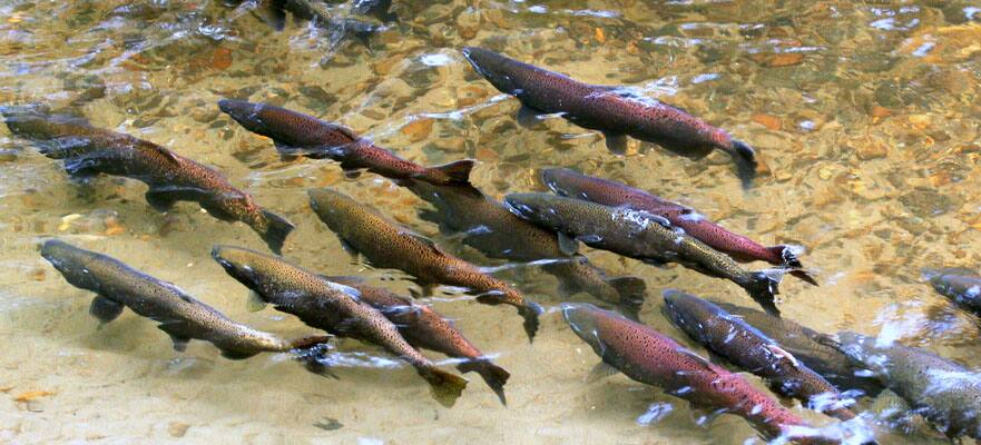 /sites/default/files/CT-AK-Alaska-Fishes-Swim-881x400_0.jpg