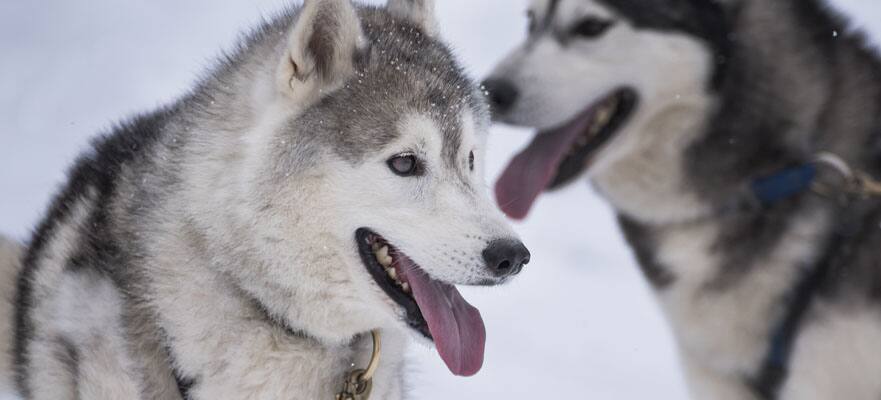 /sites/default/files/CT-AK-Alaska-Two-Huskies-881x400_0.jpg