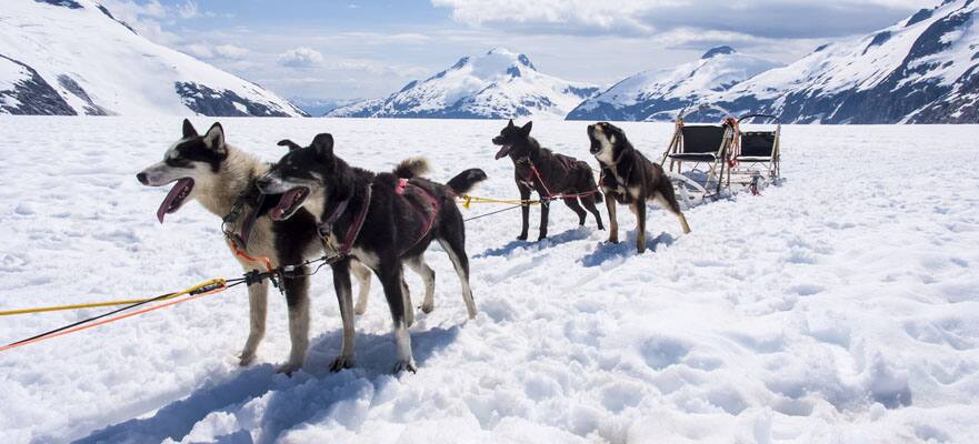 /sites/default/files/CT-AK-Denali-Dog-Mushing-881x400.jpg