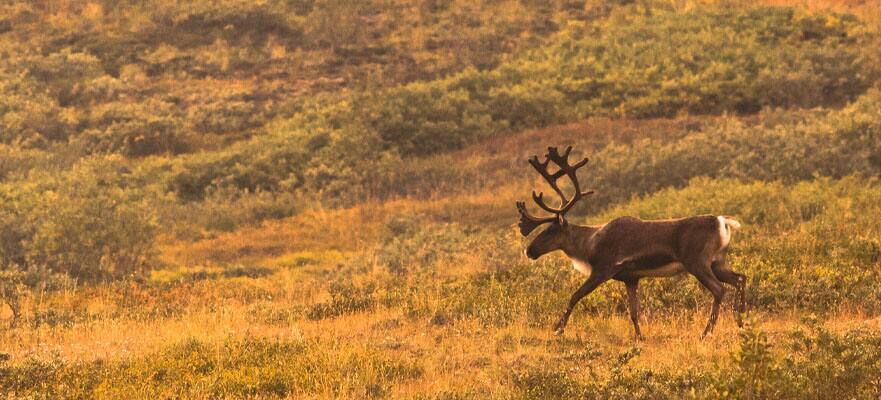 /sites/default/files/CT-AK-Denali-Wildlife-Caribou-881x400.jpg