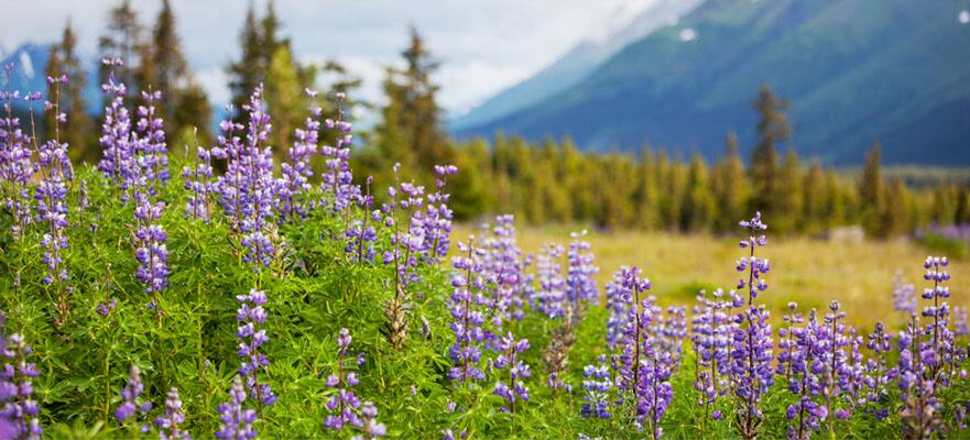 /sites/default/files/CT-AK-Floral-Alaska-Purple-881x400_0.jpg