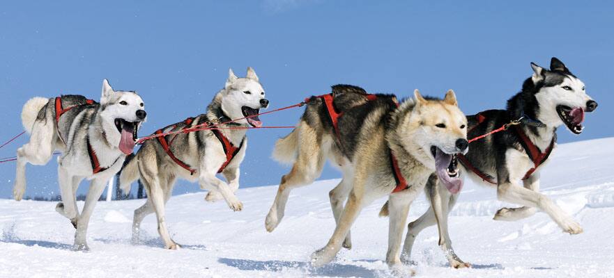 /sites/default/files/CT-AK-Husky-Sled-Dogs-881x400.jpg