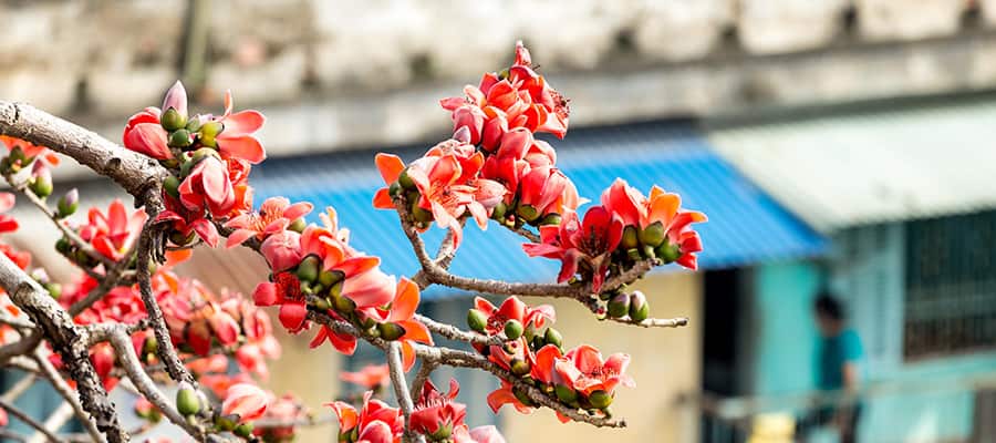 Flores en cruceros a Da Nang