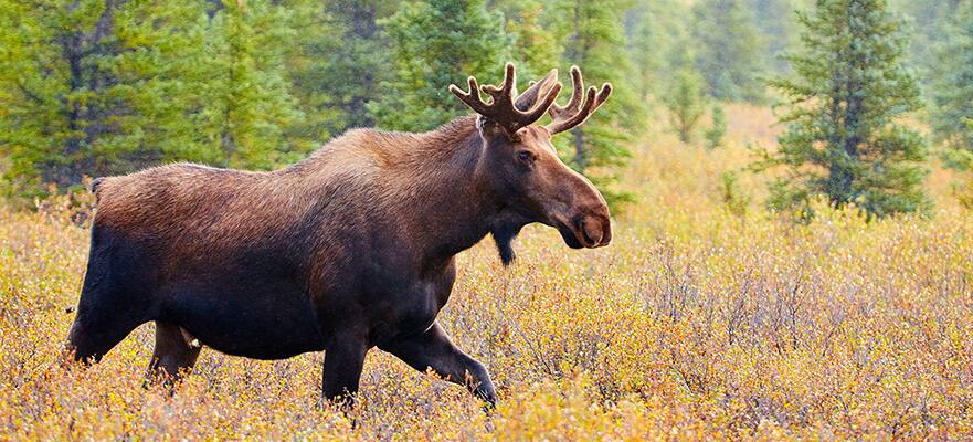 /sites/default/files/Denali-Moose-Park-Reserve_010925.jpg