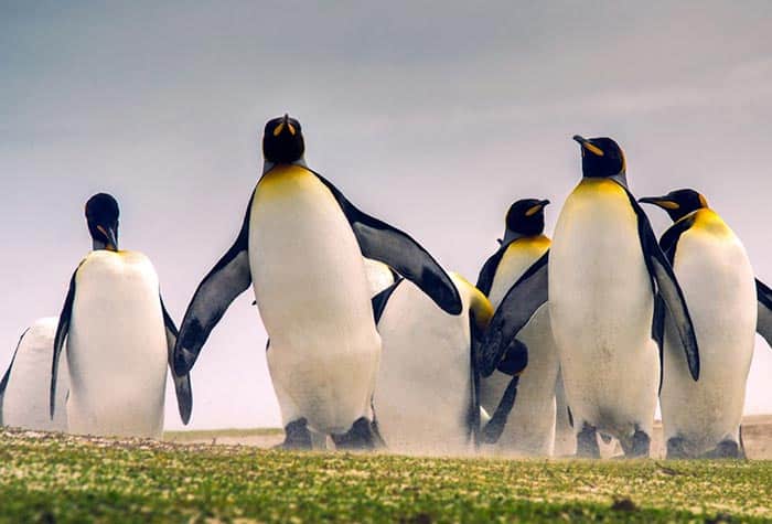 cruceros por américa del sur