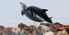 Nadando con delfines, y cascadas del río Dunn Nadando con delfines, y cascadas del río Dunn