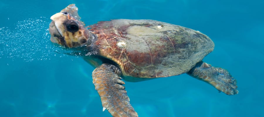 Una especie de tortuga marina en peligro de extinción pone sus huevos en Zacinto.