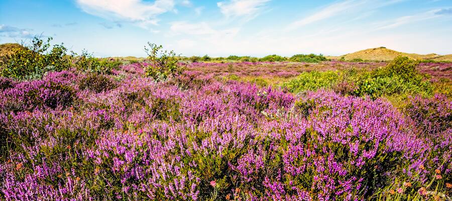 Descubre los pintorescos paisajes que rodean Skagen.