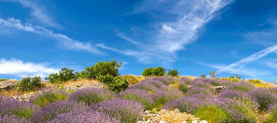 Llévate a casa la lavanda de la hermosa "isla de la lavanda".
