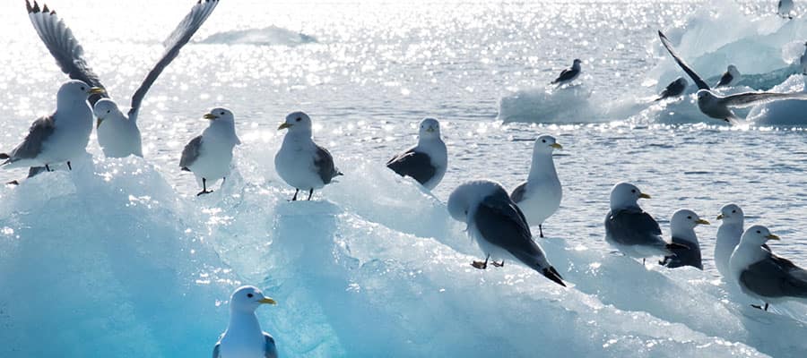 Observa las numerosas especies de aves más populares entre los lugareños