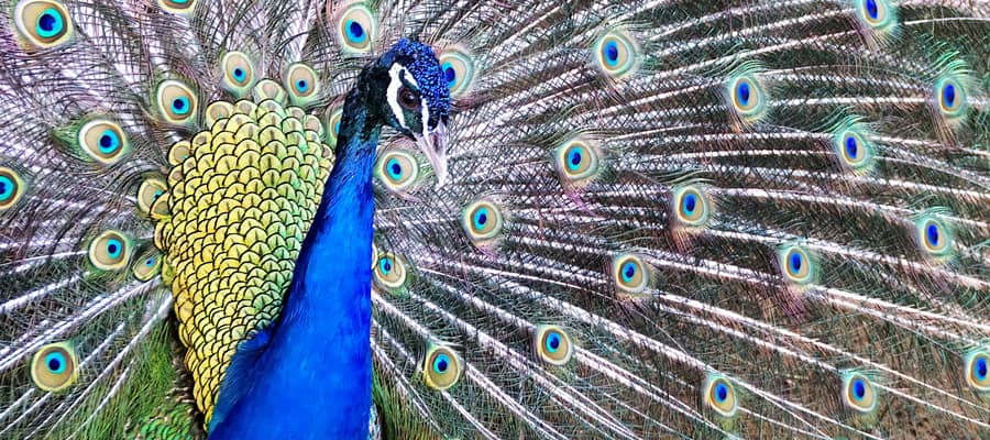 Toma una fotografía de los pavos reales silvestres que revolotean por Puerto Princesa.