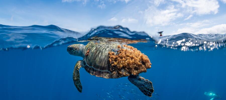 En las Azores viven tortugas, delfines, ballenas y todo tipo de especies marinas