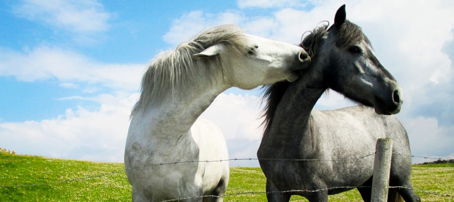 Observa a los caballos salvajes mientras caminas por el Parque Nacional de Connemara.