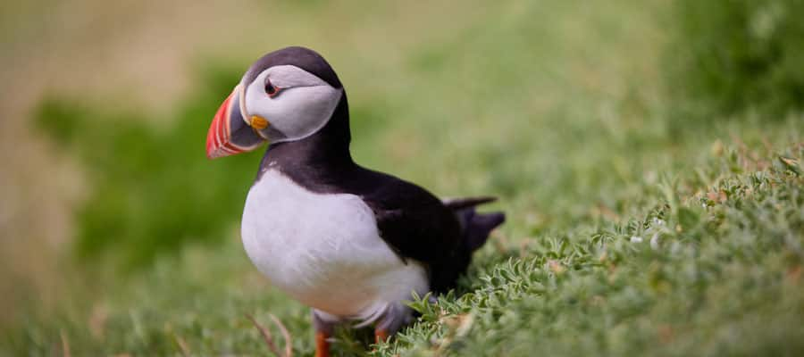 Contempla la vida silvestre que hay en los exuberantes y verdes bosques de Waterford.