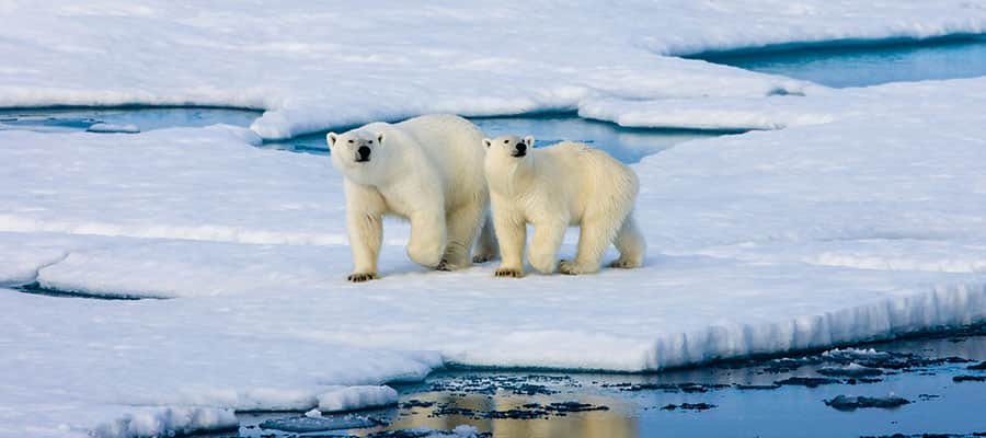 Conoce la población de osos polares en las afueras de la ciudad