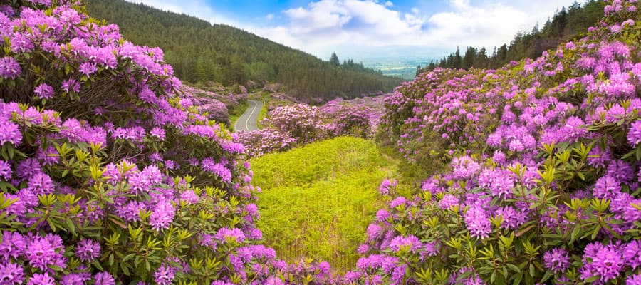 Disfruta de las vistas panorámicas del "Golden Vale", Irlanda, en The Vee.