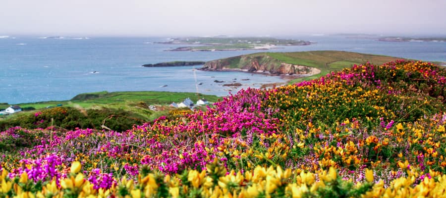 Disfruta de un tour guiado por la colorida campiña de las afueras de Galway.