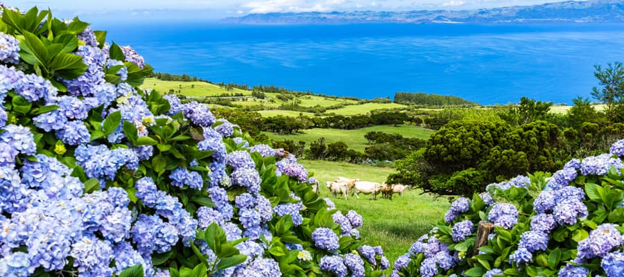 Flores como estas hortensias florecen por toda la isla.