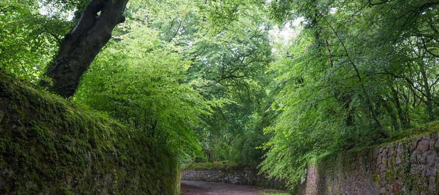 Pasea por el encantador bosque Barna, a las afueras de Galway.