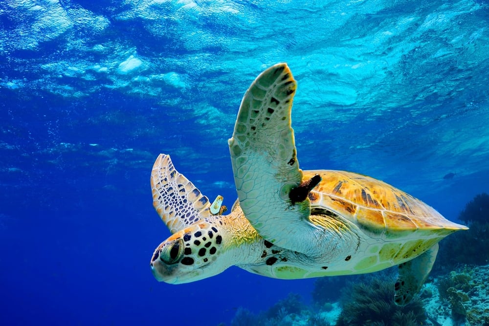 See Wildlife in Hawaii such as Green Sea Turtles