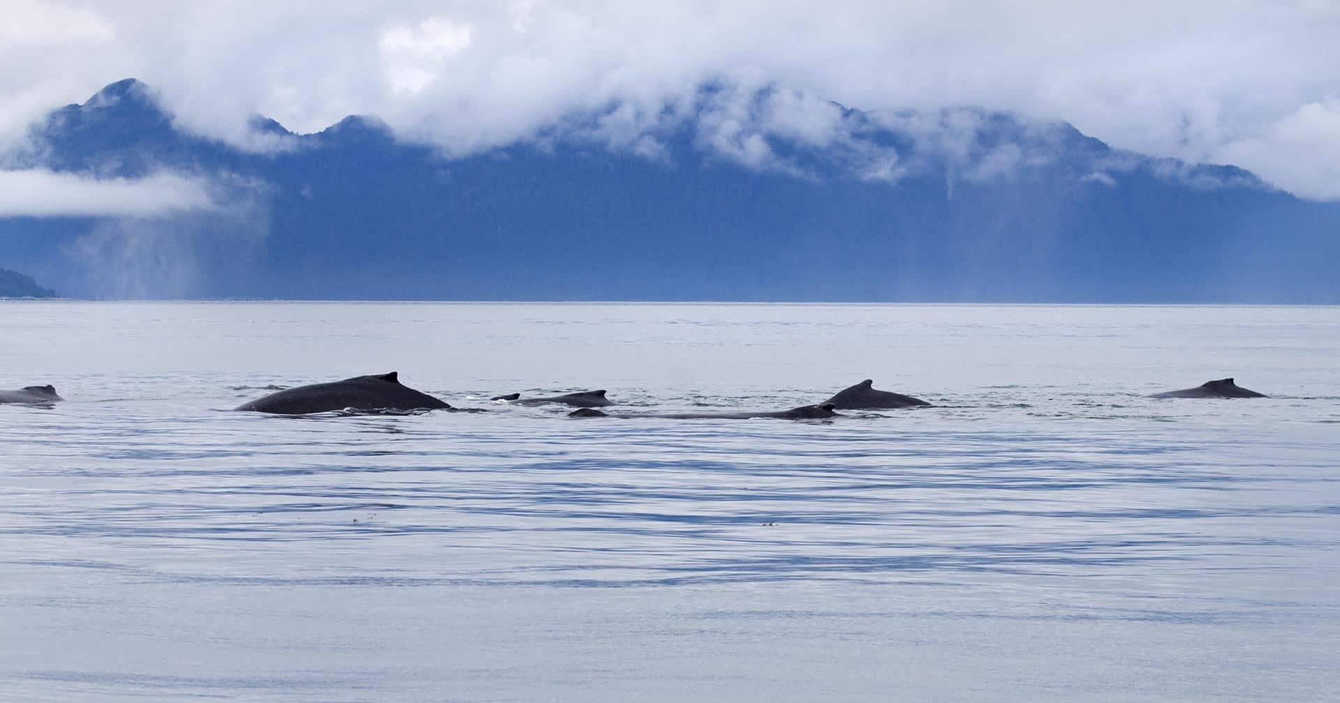 Crucero para ver ballenas y mamíferos marinos