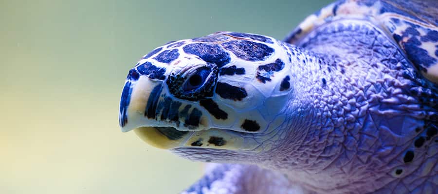 Acércate a la fauna silvestre en un crucero a Ilhabela