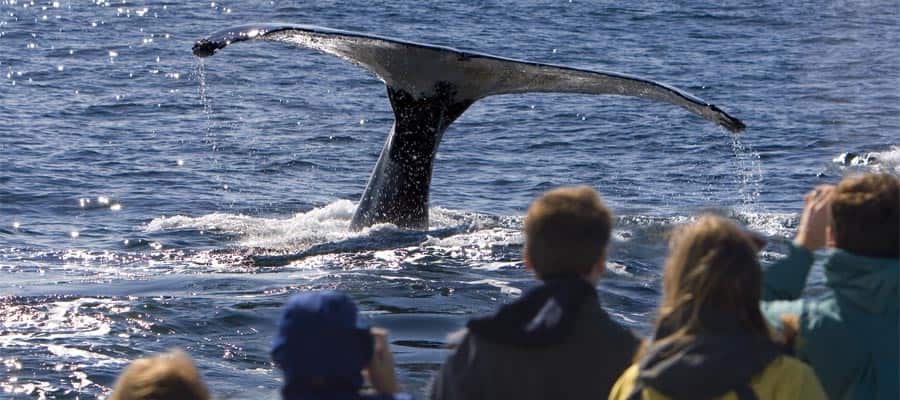 Avistamiento de ballenas en un crucero por Alaska