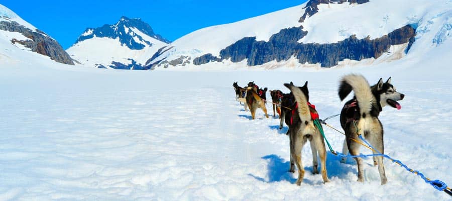 Trineos tirados por perros en un crucero por Alaska